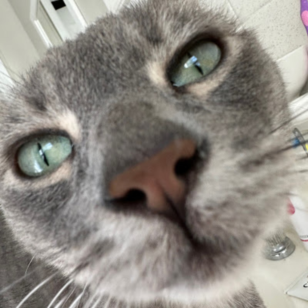 Meet your Posher, Elaine